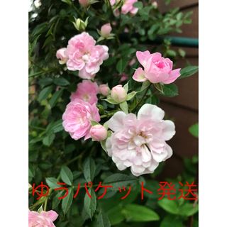 ST つる薔薇苗　夢乙女苗　1苗　ピンク　小花　枝しなやか ゆうパケット発送(その他)