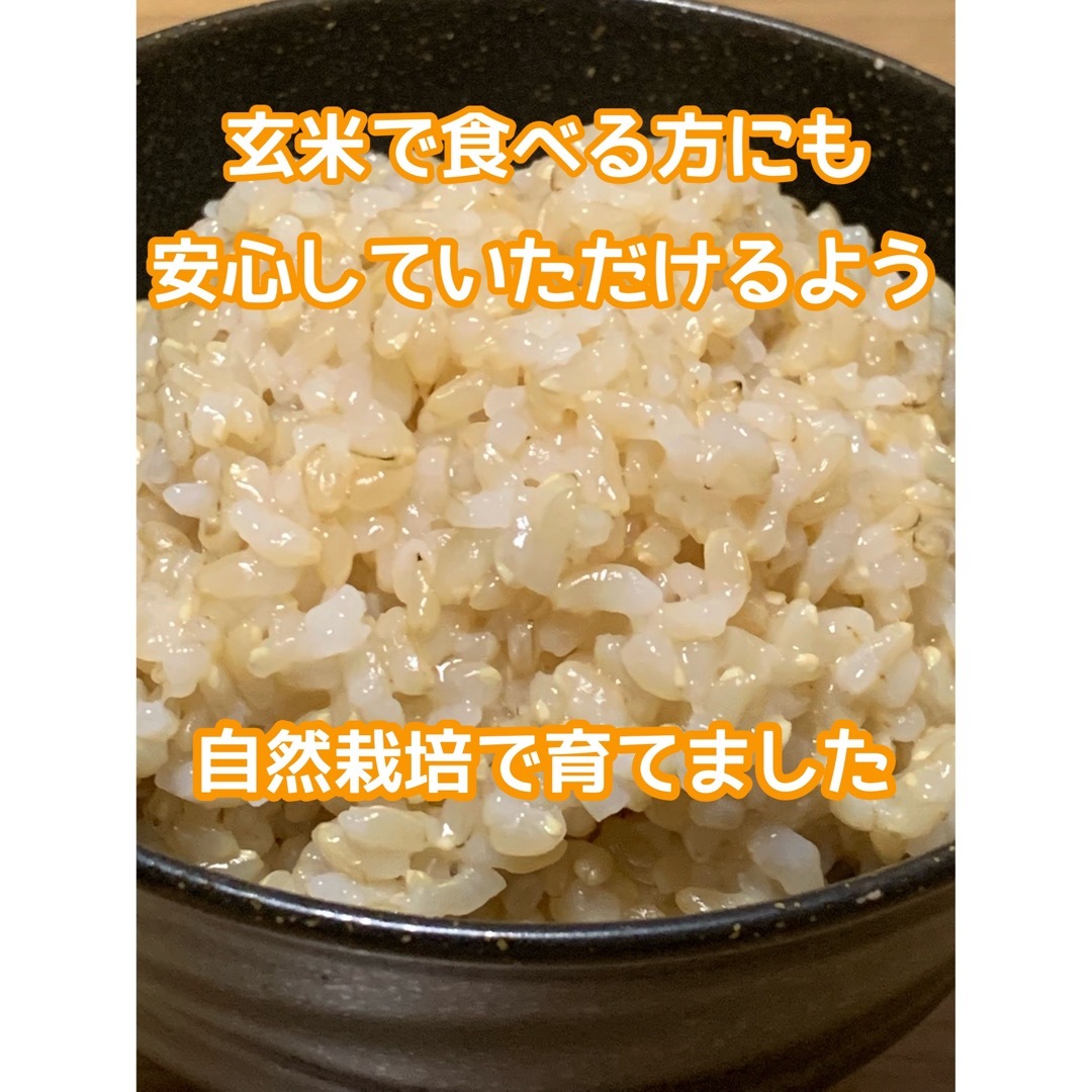 自然栽培ヒノヒカリ】新米玄米20kg(5kg×4)令和5年度産 無農薬無肥料米