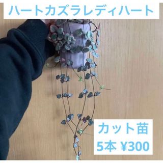 ◾︎ 多肉植物 ハートカズラ レディーハート 斑入り