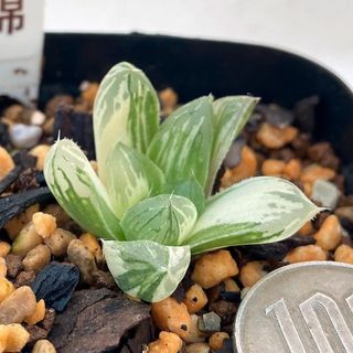 美苗‼️多肉植物 ハオルチア オブツーサ マリン錦 抜き苗４(その他)