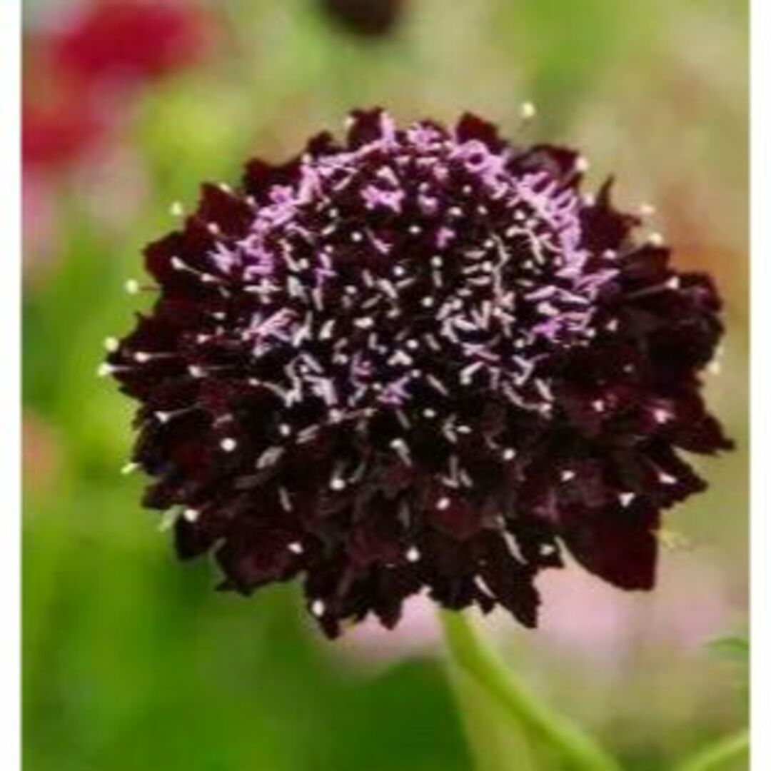 あくあ  【花の種】スカビオサ　エースオブスペード　３０粒+クリムソンクローバー ハンドメイドのフラワー/ガーデン(プランター)の商品写真