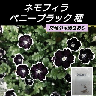 ネモフィラ ペニーブラック 花種30粒（自家採種）(プランター)
