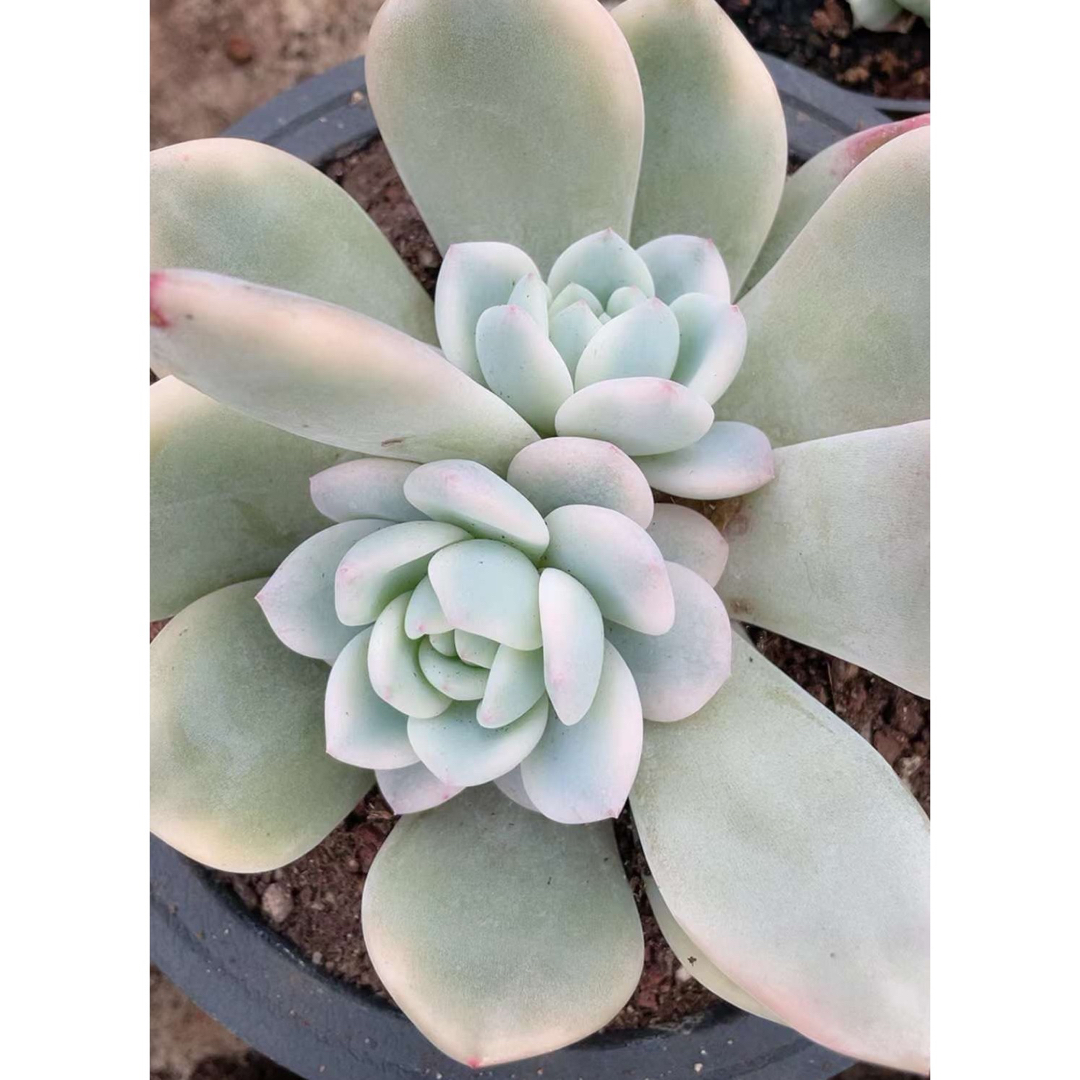 多肉植物② - 観葉植物 多肉植物② - 観葉植物