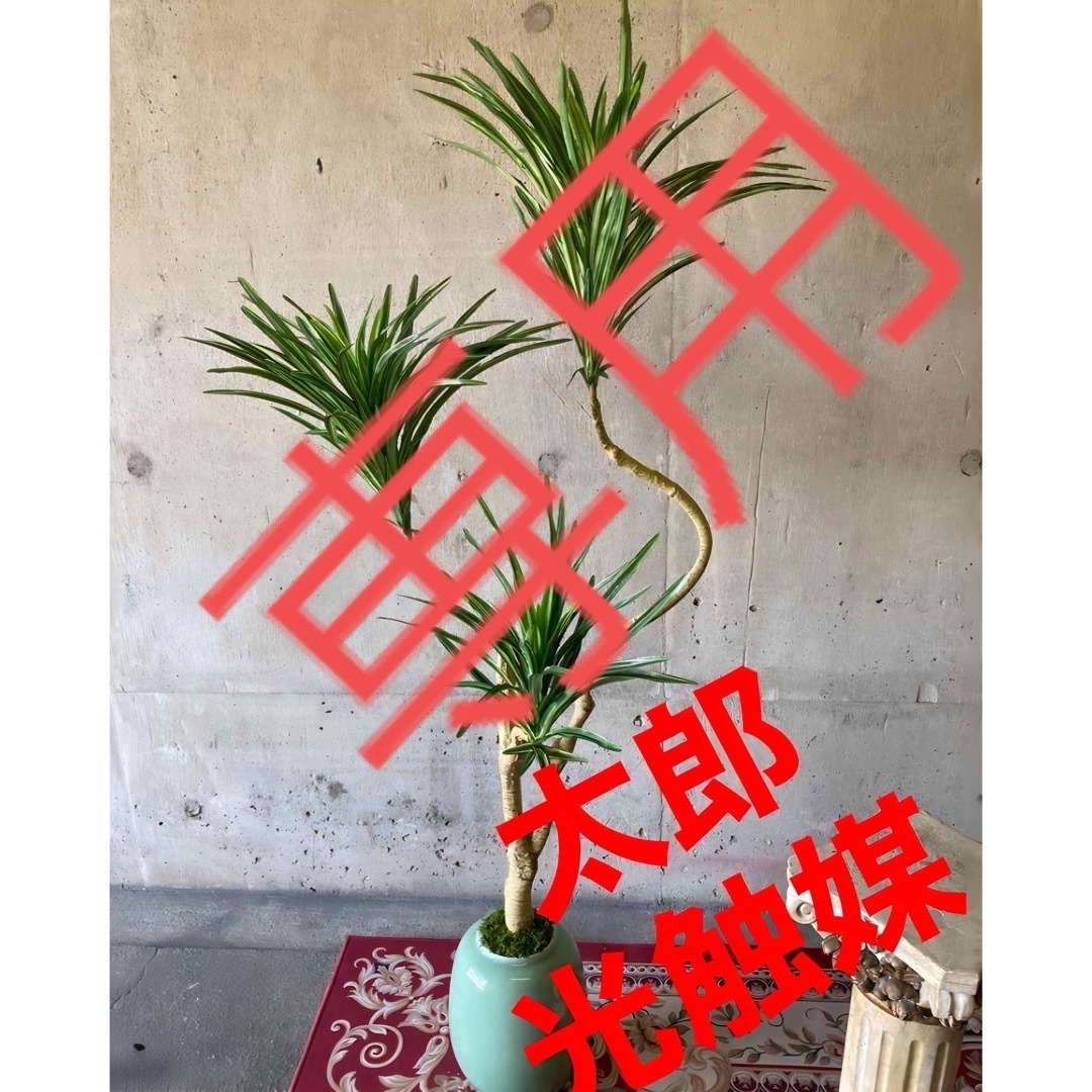 光触媒　人工観葉植物　ウォールグリーン　フェイクグリーン　コンシンナ127