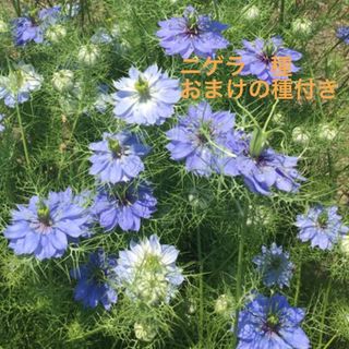 ニゲラ　種　花の種　秋まき　(その他)