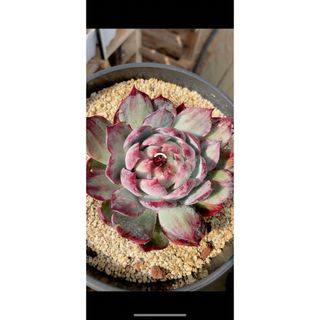 Echeveria Agavoides 'Casio' (その他)