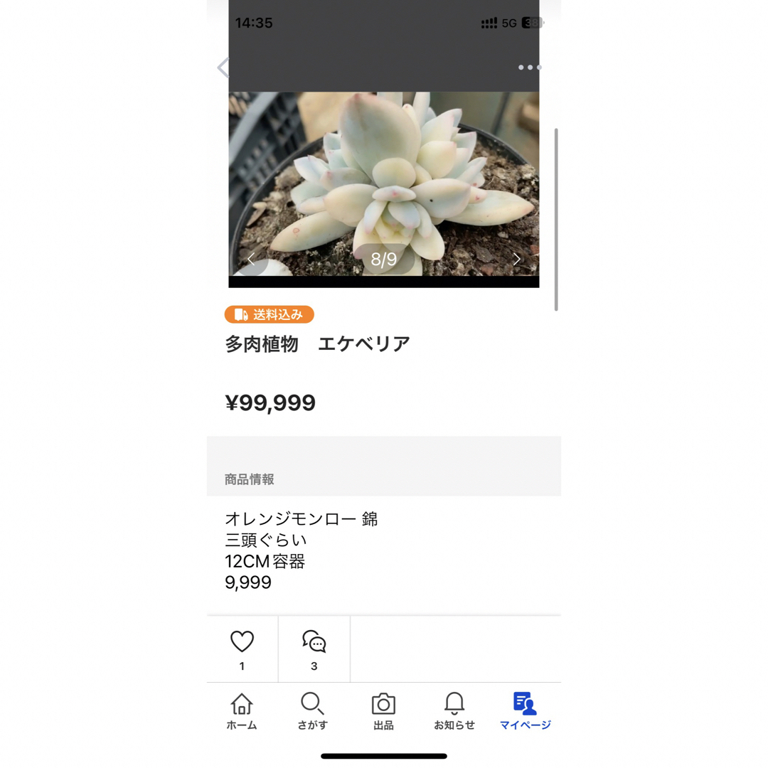 多肉植物　エケベリア  ハンドメイドのフラワー/ガーデン(その他)の商品写真