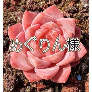 多肉植物　エケベリア (その他)