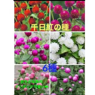 ❤︎花の種❤︎ 千日紅　6種　120粒(その他)