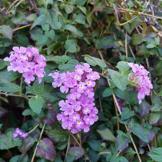 ランタナ　紫　挿し木　10本(プランター)