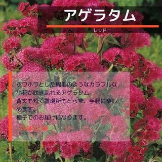 ゆうパケット　アゲラタム☆レッド☆種子15粒(その他)