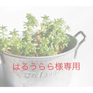 はるうらら様専用 多肉植物 セット(その他)