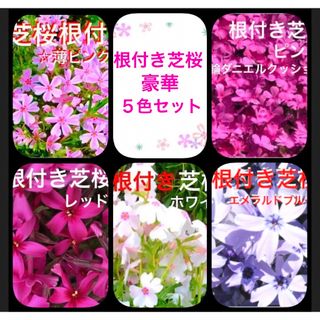 5☆もう咲き出した☆根付き芝桜☆豪華５色セット☆(プランター)