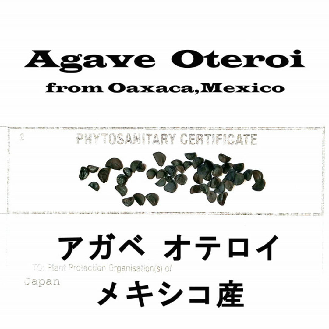 アガベ オテロイ Agave oteroi 種子 100粒