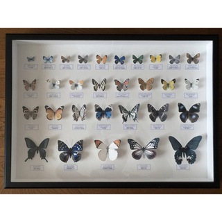 蝶の標本ペーパークラフトA2サイズ完成品(虫類)