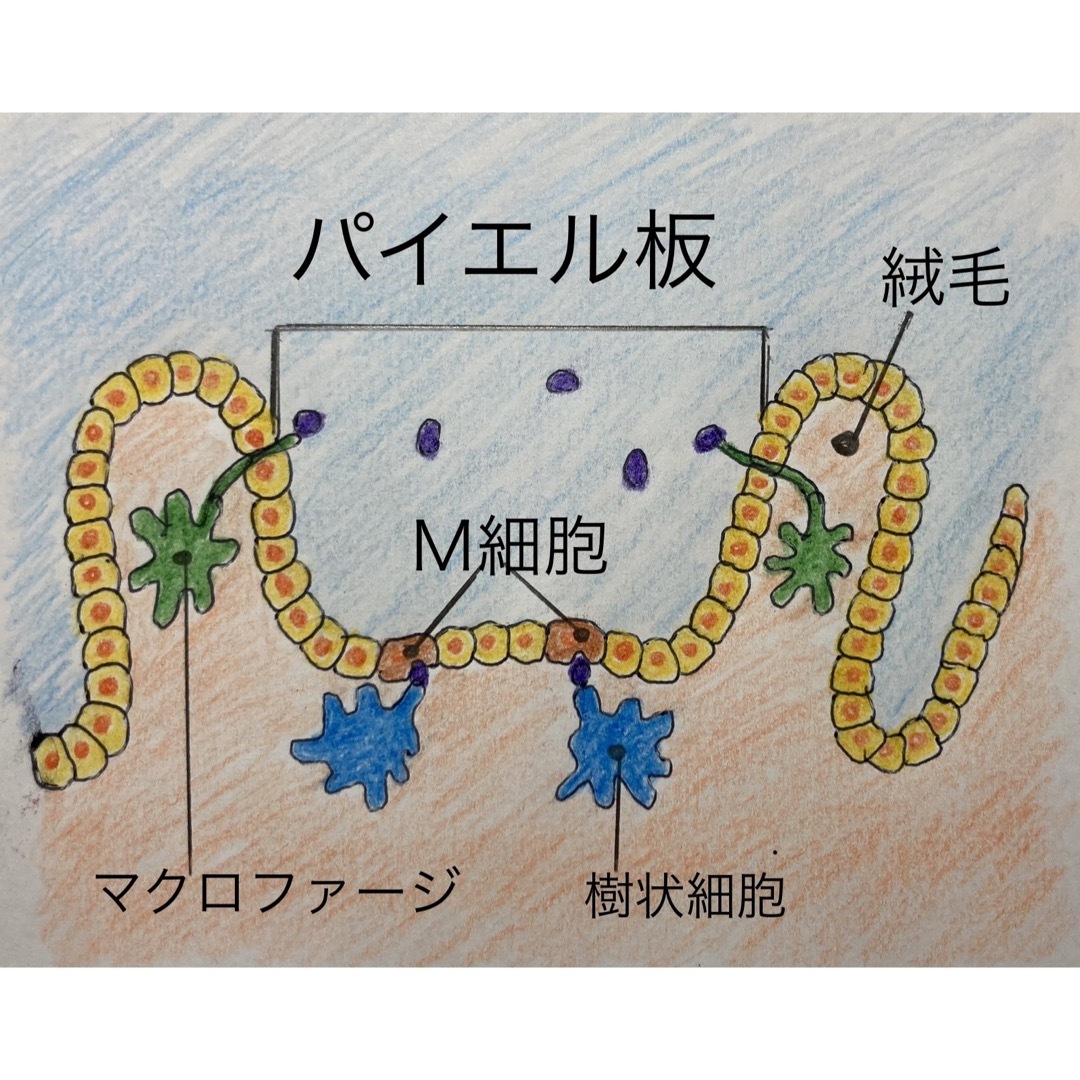 疲労、免疫力、炎症に！副腎と腸を元気にする！【しん健堂　ラクトファイバーＢ】