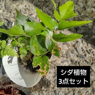オニヤブソテツ シダ植物3点セット(プランター)