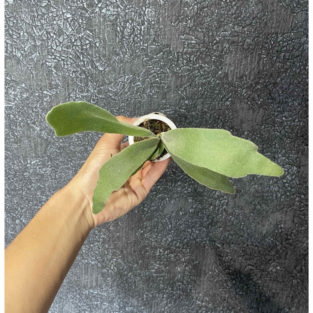 BB】 P. veitchii Lisa x veitchii wild の通販 by ビカク BB】 P. veitchii Lisa x veitchii wild の通販 by ビカク