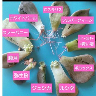 【多肉植物】葉挿しセット　　スノーバニー、弥生桜など(その他)