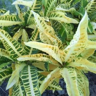 斑入り　クロトン　挿し木・枝（１本）グリーン　観葉植物　花卉/園芸(その他)