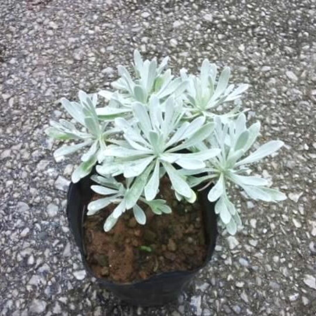 モクビャッコウ イシギク 苗 観葉植物 花卉/園芸 グリーン 石菊 モクビャッコウ イシギク 苗 観葉植物 花卉/園芸 グリーン 石菊