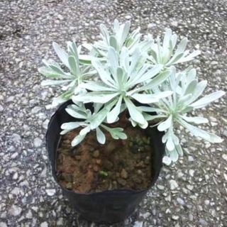 モクビャッコウ　イシギク　苗　観葉植物　花卉/園芸　グリーン　石菊(その他)