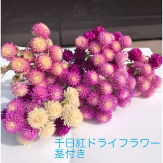 千日紅　ドライフラワー　花材　リース　スワッグなどに(ドライフラワー)