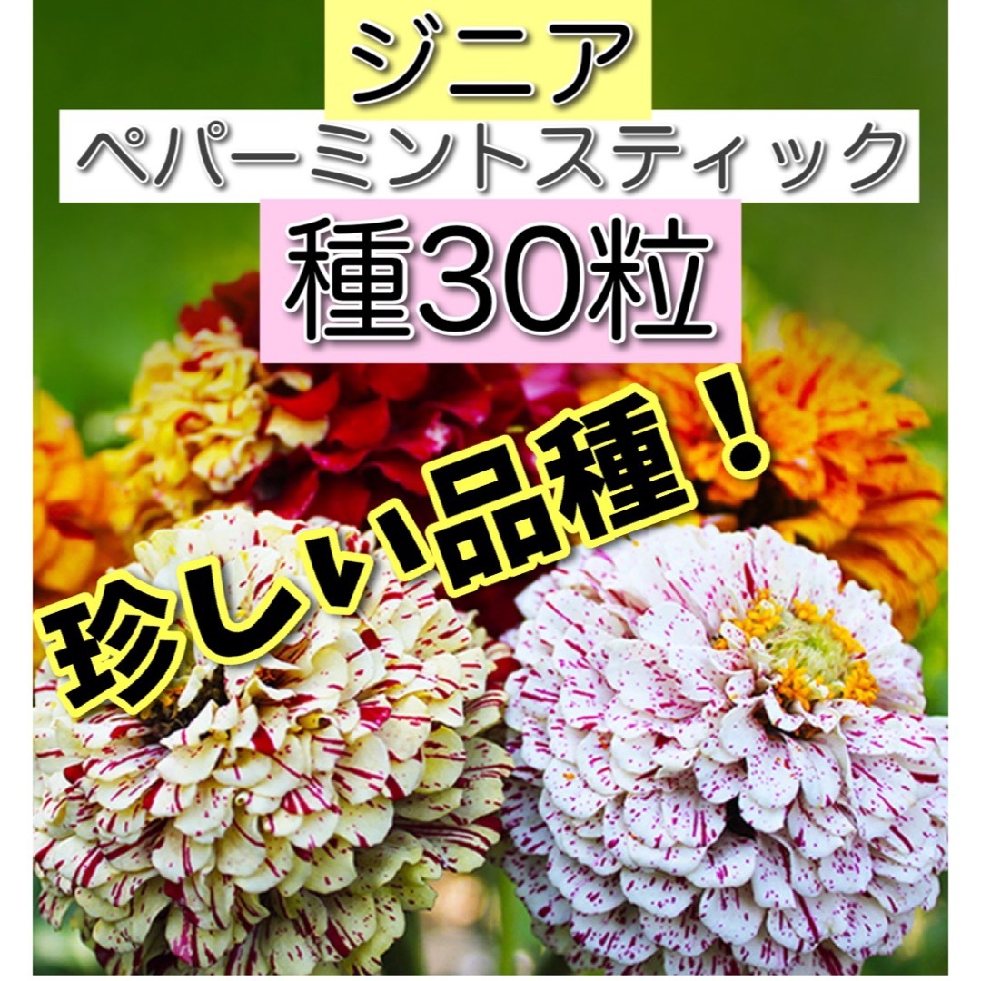 ジニア　ペパーミントスティック　種 ハンドメイドのフラワー/ガーデン(プランター)の商品写真