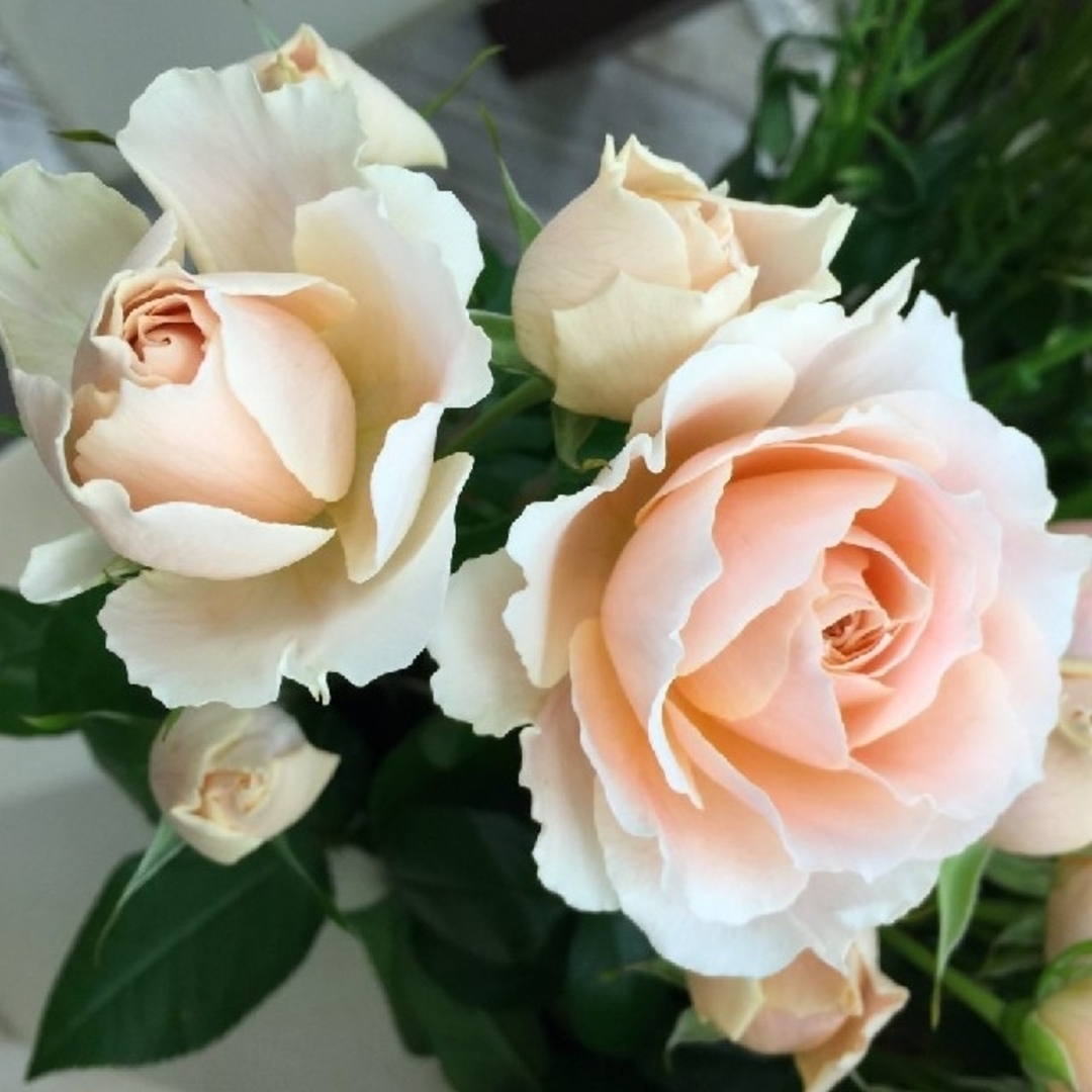 🌼人気切り花種バラ苗🌼チア…アプリ…🌼安心2年苗🌼蕾付き!の通販 🌼人気切り花種バラ苗🌼チア…アプリ…🌼安心2年苗🌼蕾付き!の通販