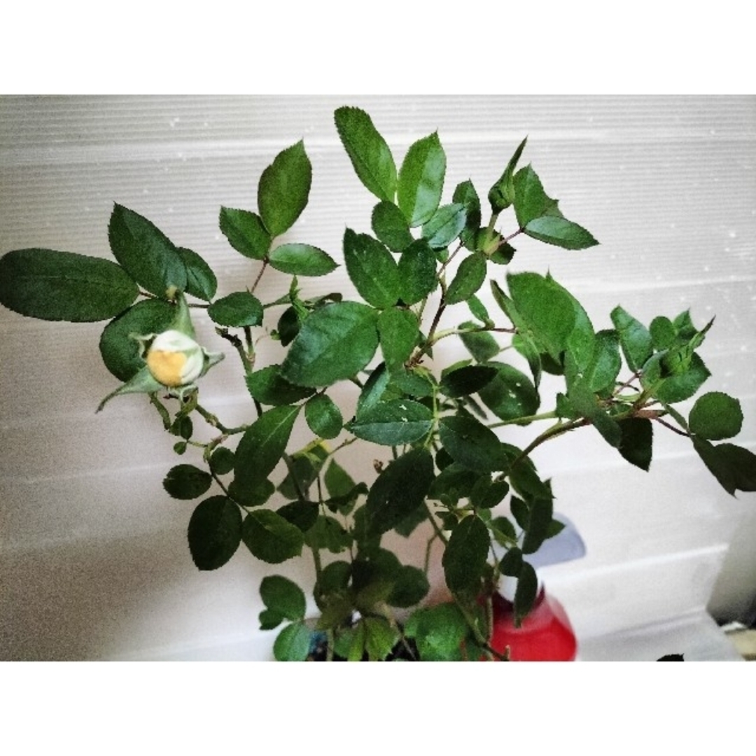 🌼人気切り花種バラ苗🌼チア…アプリ…🌼安心2年苗🌼蕾付き!の通販 🌼人気切り花種バラ苗🌼チア…アプリ…🌼安心2年苗🌼蕾付き!の通販