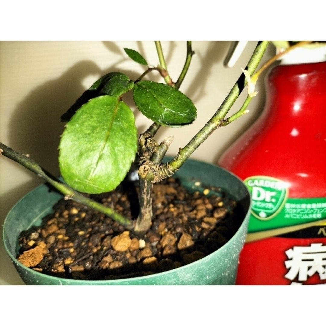 🌼人気切り花種バラ苗🌼チア…アプリ…🌼安心2年苗🌼蕾付き!の通販 🌼人気切り花種バラ苗🌼チア…アプリ…🌼安心2年苗🌼蕾付き!の通販