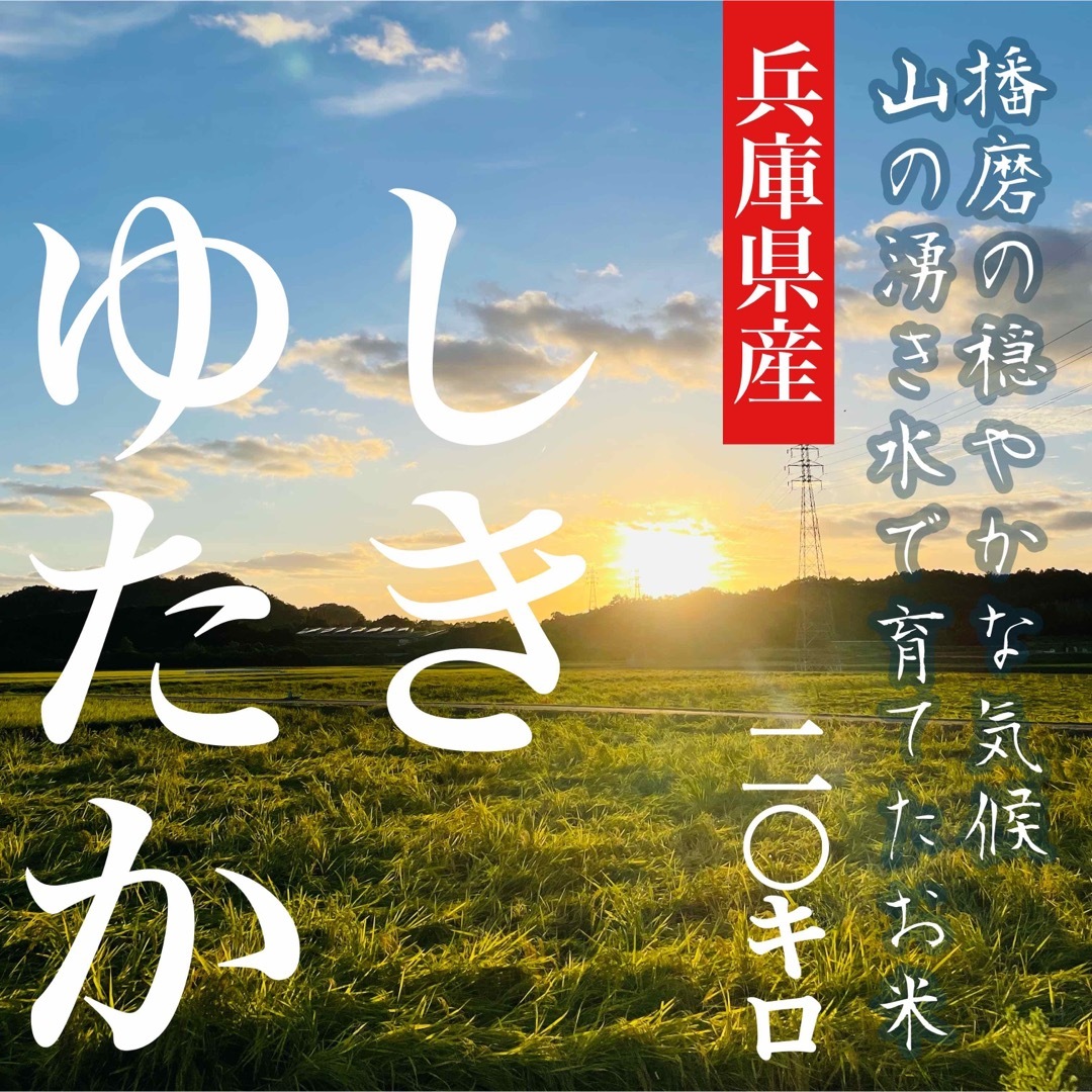 白米20kg【レア品種 シキユタカ】兵庫県産 湧き水育ち農家のお米 20kg(10kg×2)