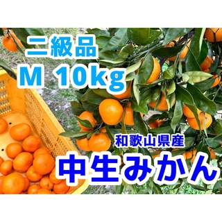 10kg Mサイズ　有田みかん　中生みかん　二級品　優品(フルーツ)