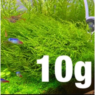 初心者おすすめ【第四種発送】ウィローモス 10g 水草　アクアリウム(アクアリウム)