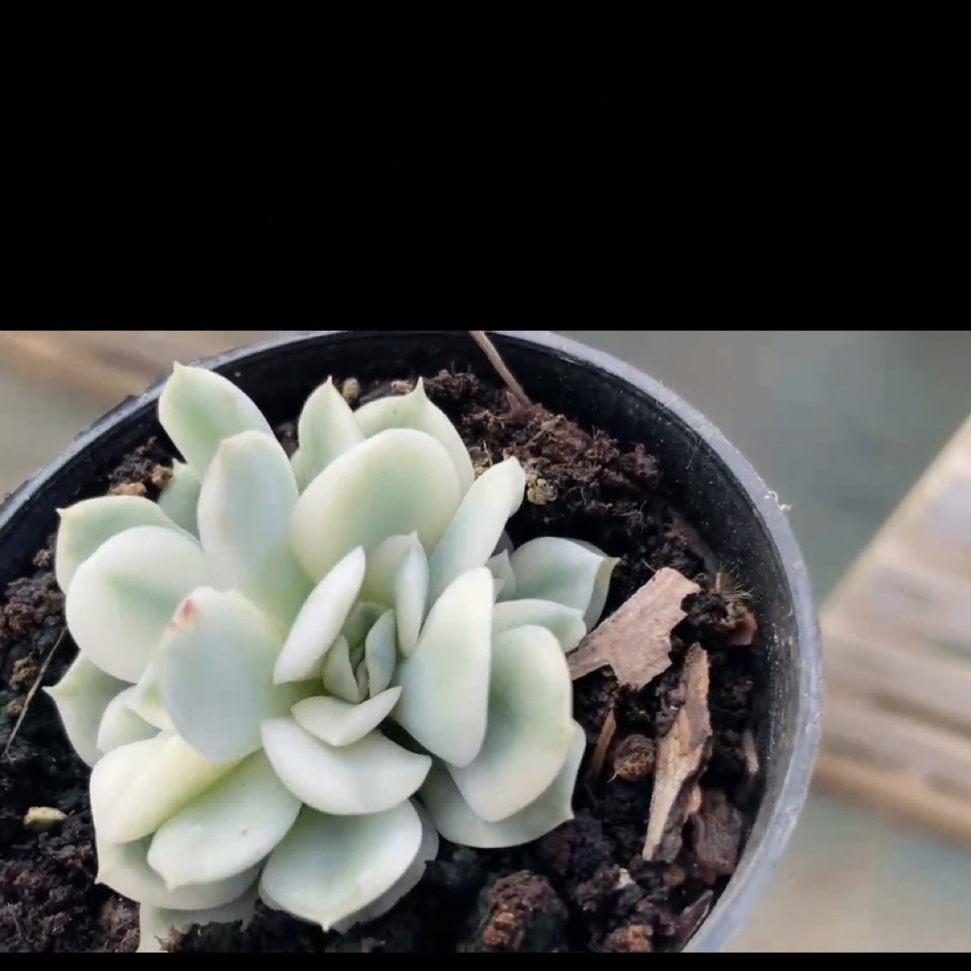 EcheveriaEcheveria 'Moon Fairy錦