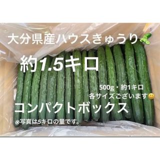 新鮮♬ 大分県産ハウスきゅうり　（胡瓜　キュウリ(野菜)