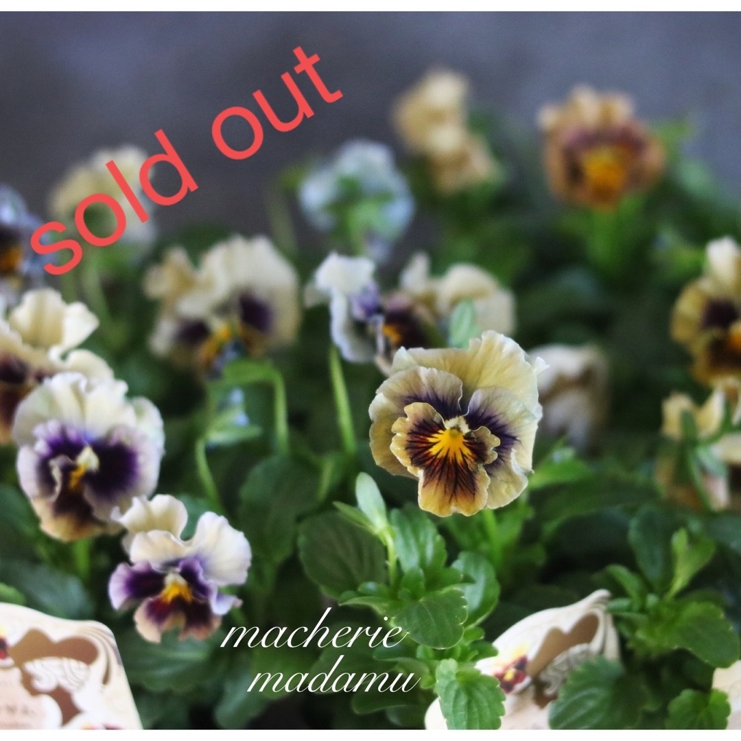 sold out❁¨̮