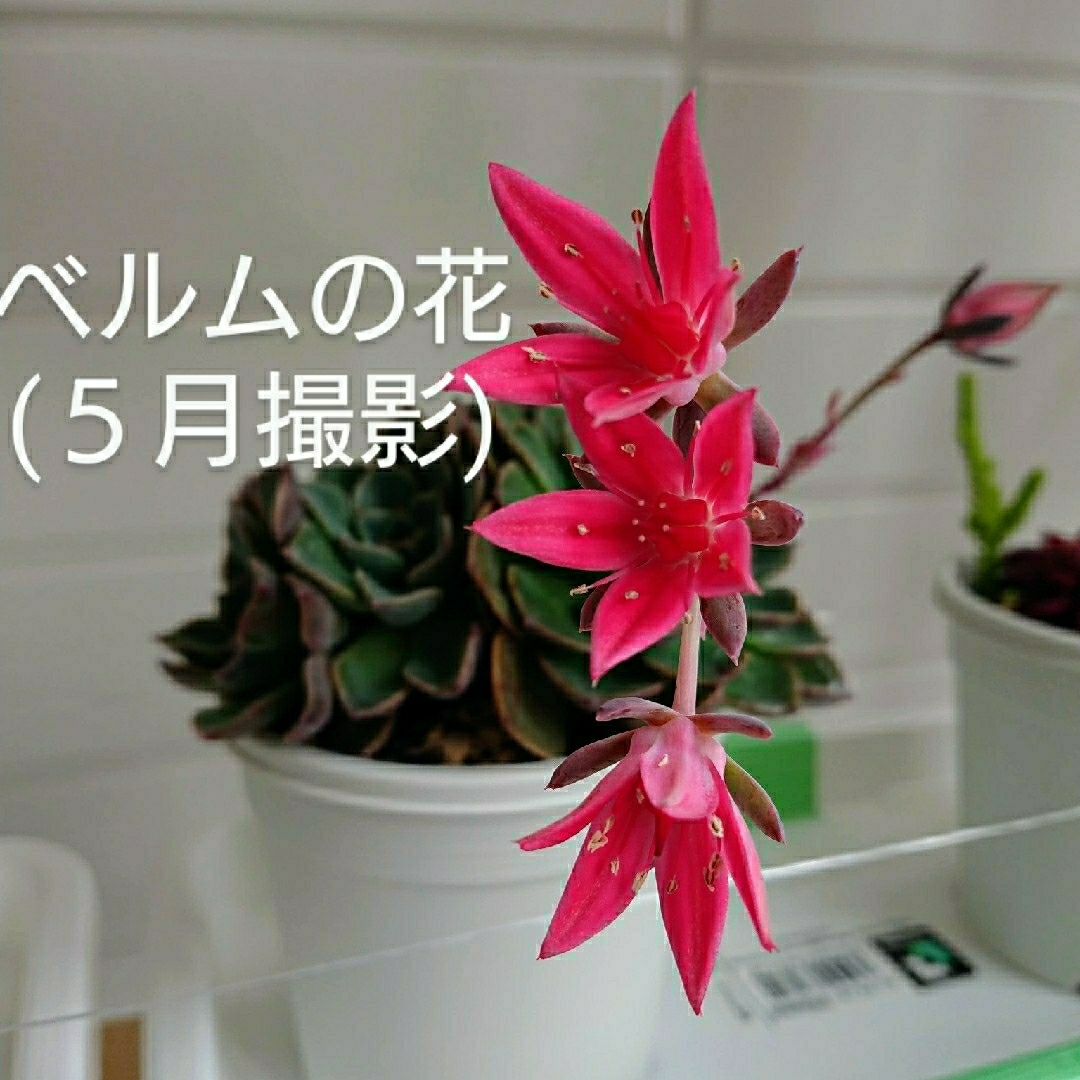 カラフル多肉植物の寄せ植えセット(E041300) ハンドメイドのフラワー/ガーデン(その他)の商品写真