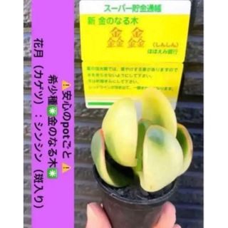 ⚠️安心の potごと⚠️希少種✳️金のなる木✳️黄金花月シンシン（斑入り） (その他)