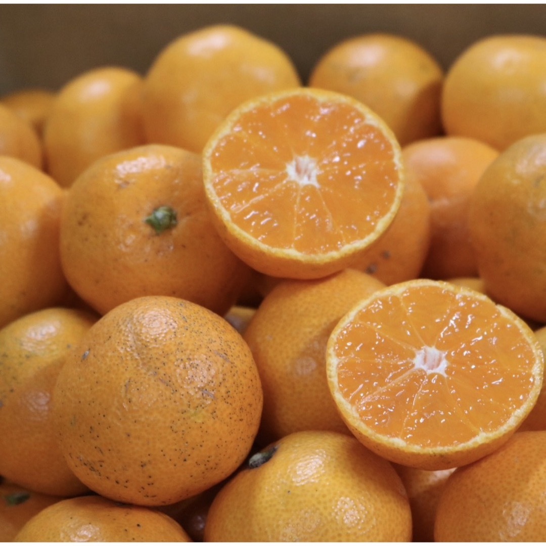 わけあり！和歌山 有田みかん 5キロ サイズ混合 ミカン フルーツ 柑橘 食品/飲料/酒の食品(フルーツ)の商品写真
