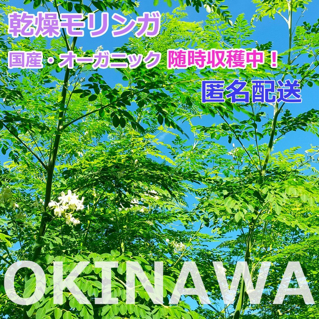 モリンガ 沖縄産 500g R5年11月収穫 無農薬 乾燥 茶葉 オーガニック乾燥日より6ヶ月保存方法