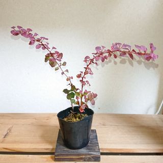 メギ（ローズグロー） 苗木(プランター)