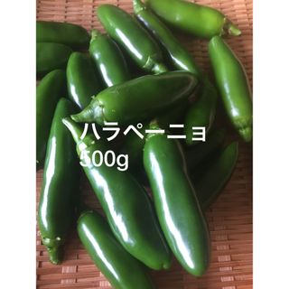 ハラペーニョ　500g  おまけ付き　農薬不使用(野菜)