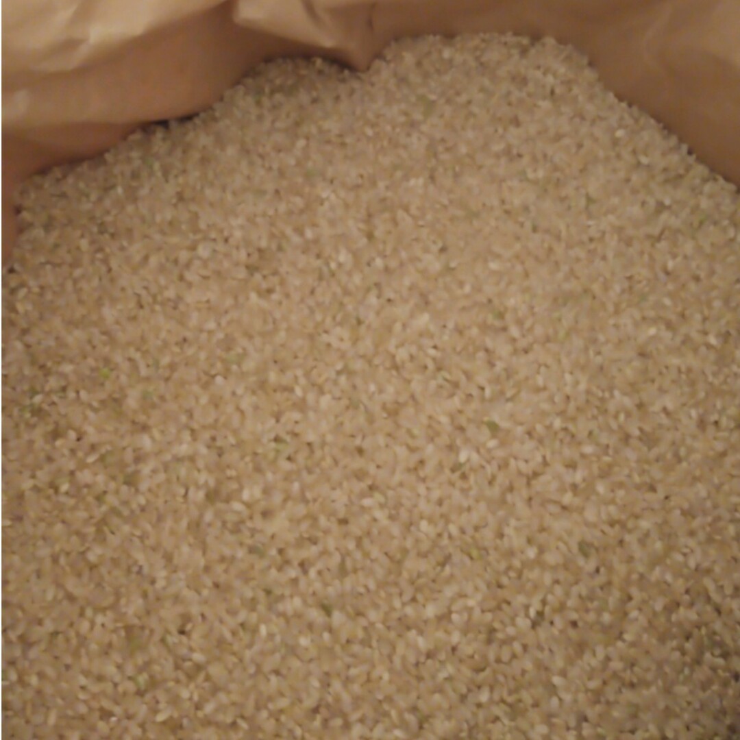 新米　無農薬コシヒカリ１０キロ(中粒)　米