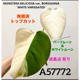 【特価】A57772／トップカット ハーフムーン  茎／ 斑入りモンステラ(その他)