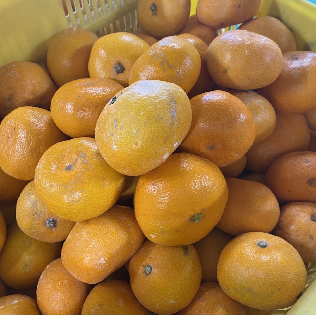 訳あり 和歌山 有田みかん 5キロ サイズ混合 フルーツ 柑橘 ミカン 食品/飲料/酒の食品(フルーツ)の商品写真