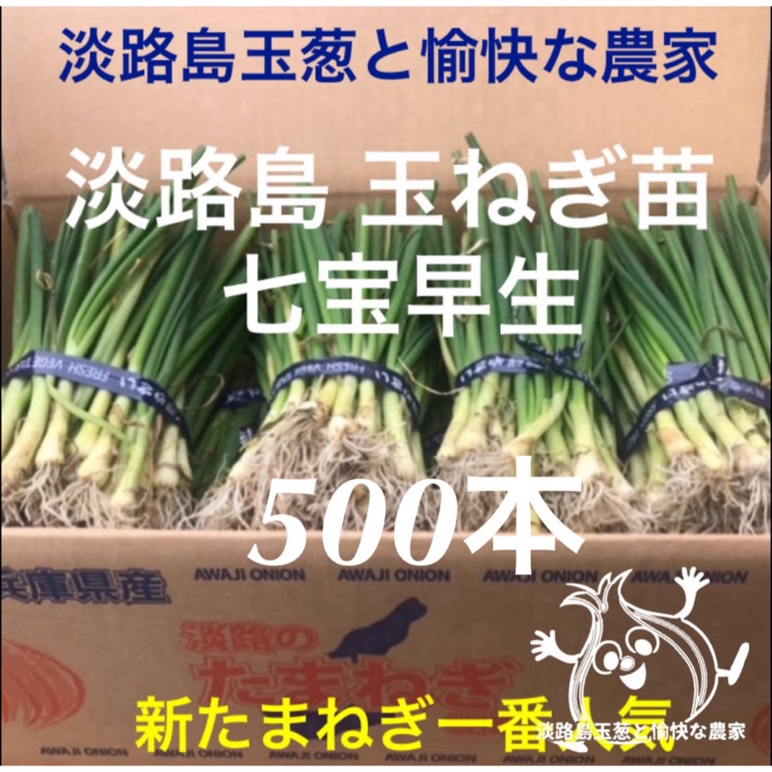 淡路島 玉ねぎ苗 七宝早生 500本 たまねぎ苗 玉葱苗食品/飲料/酒