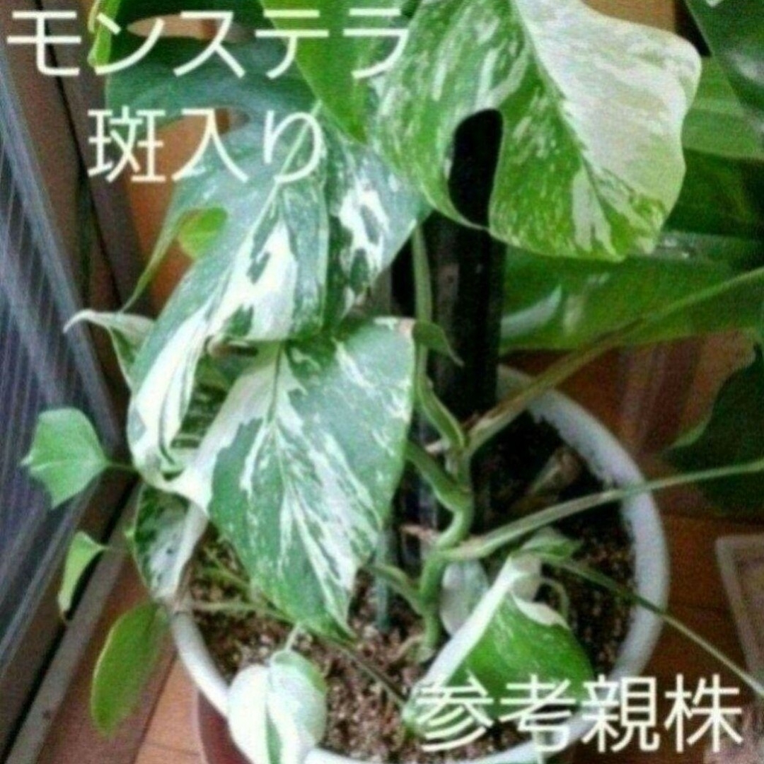 3セット❗ 五葉松 斑入り ソテツ 黒松 盆栽 鉢つき モンステラ