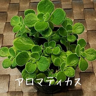 多肉植物【アロマティカス】抜き苗(プランター)