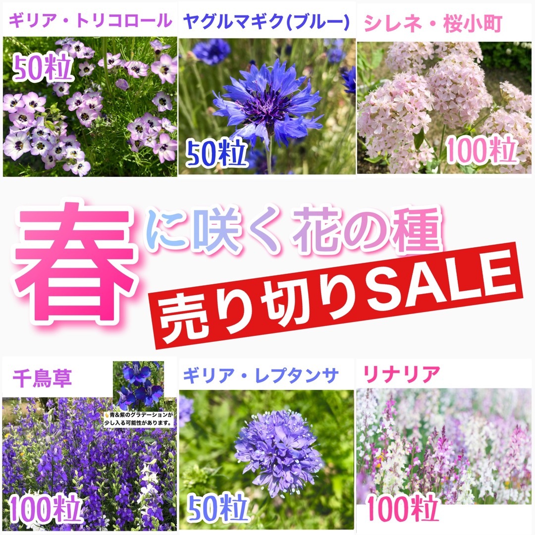 春に咲く秋蒔きの花の種  売り切りSALE⑩ ハンドメイドのフラワー/ガーデン(その他)の商品写真